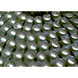 Pointes 16° 2.6x35 mm crantées INOX A2 TB en rouleaux plats fil PVC